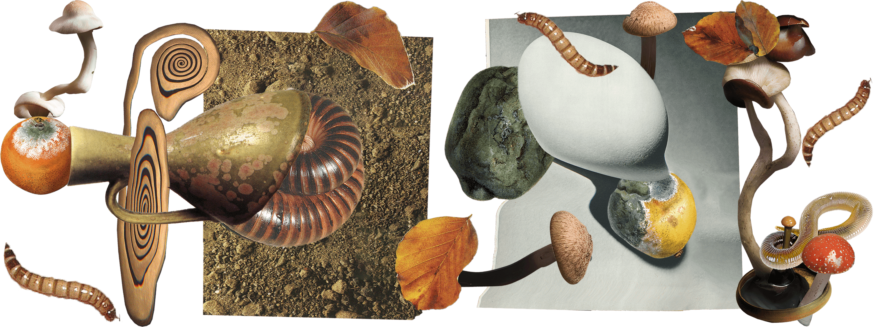 A collage of fungi, worms, rotting items, and leaves 