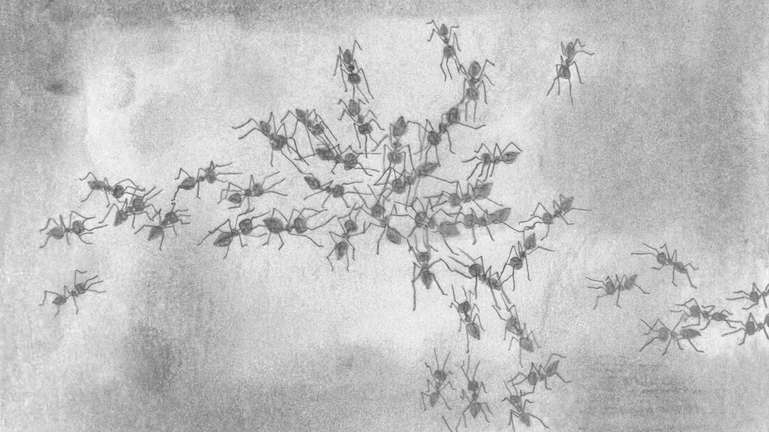 A pencil drawing of ants crawling on a gradient background