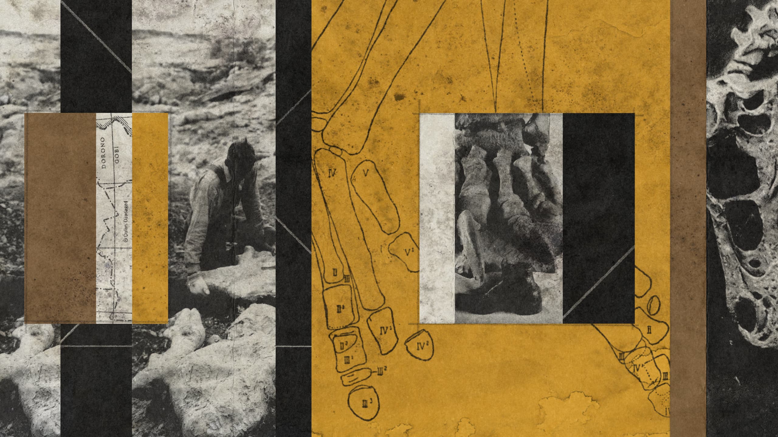A collage of paleontologists on a dig with diagrams and photos of dinosaur bones.
