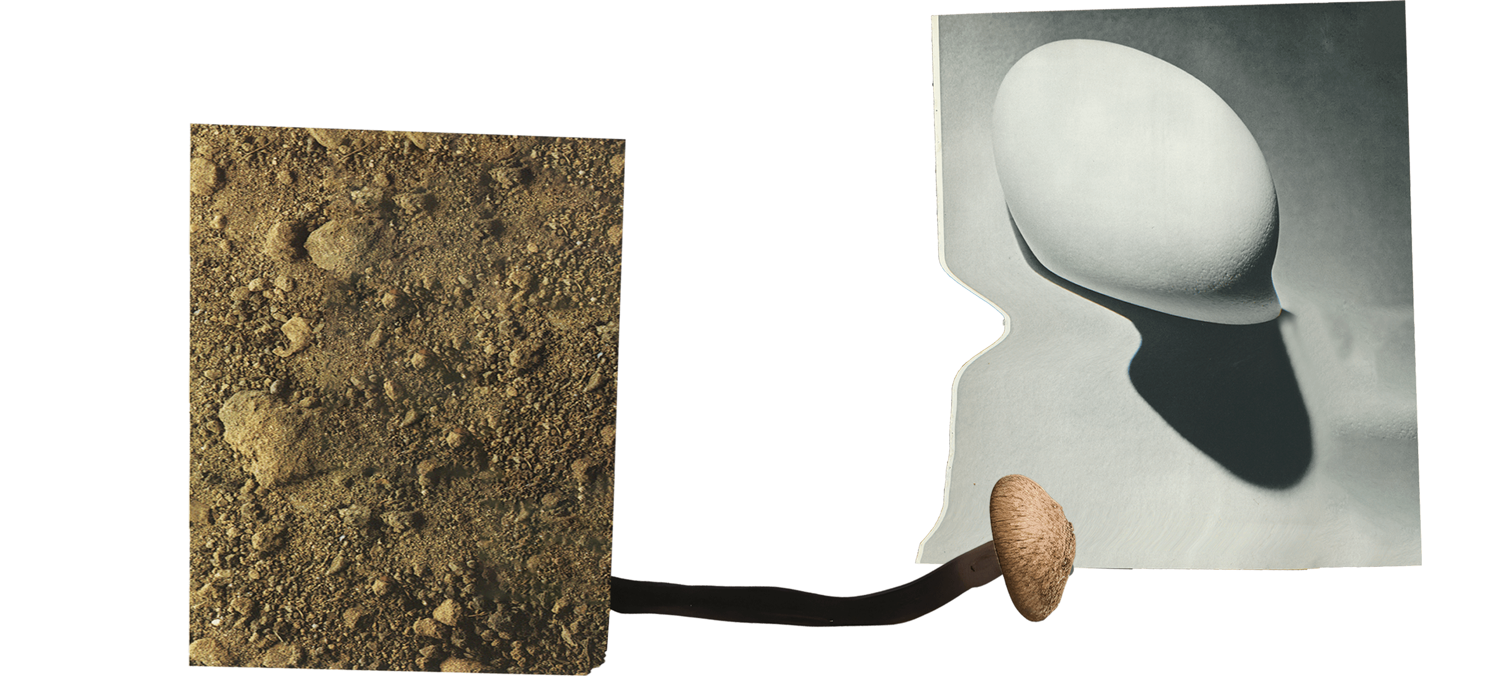 A collage of fungi, worms, rotting items, and leaves