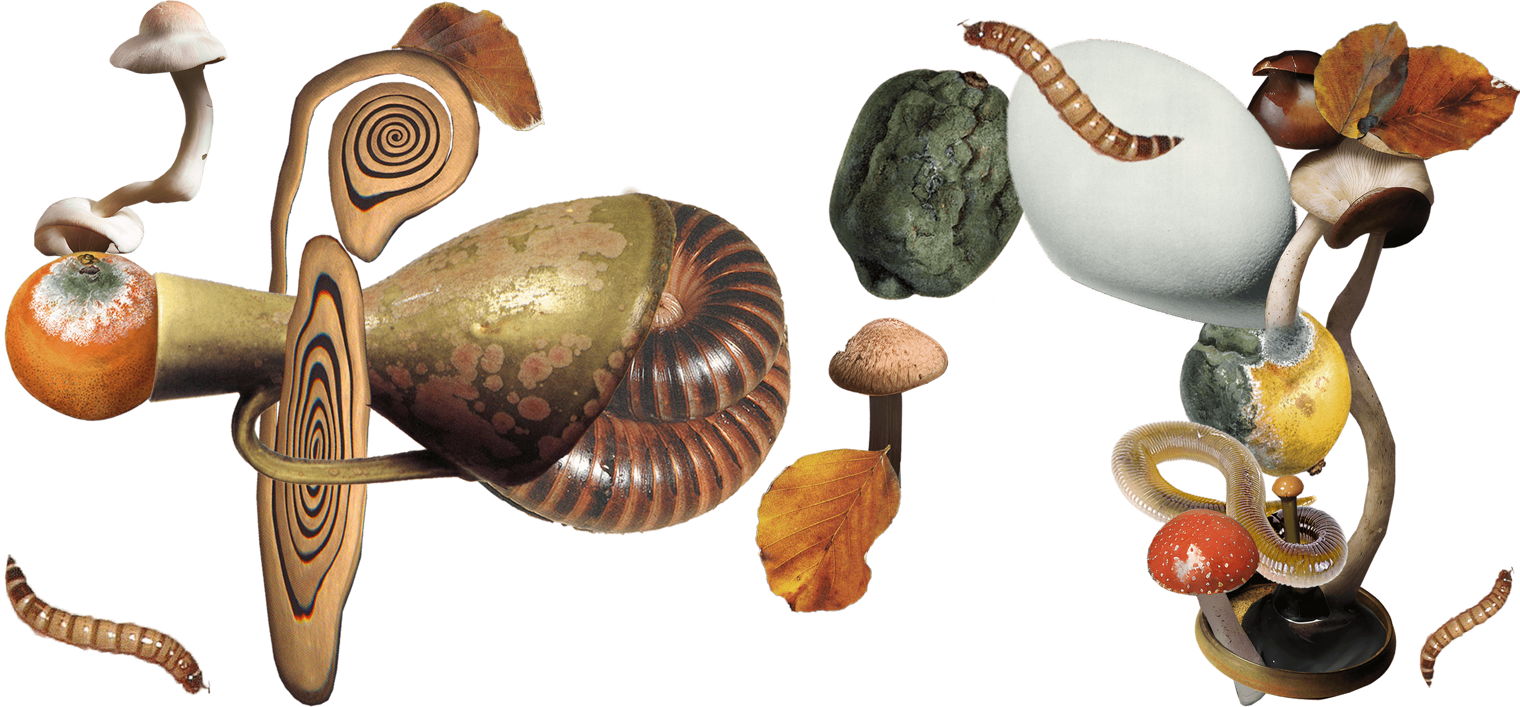 A collage of fungi, worms, rotting items, and leaves