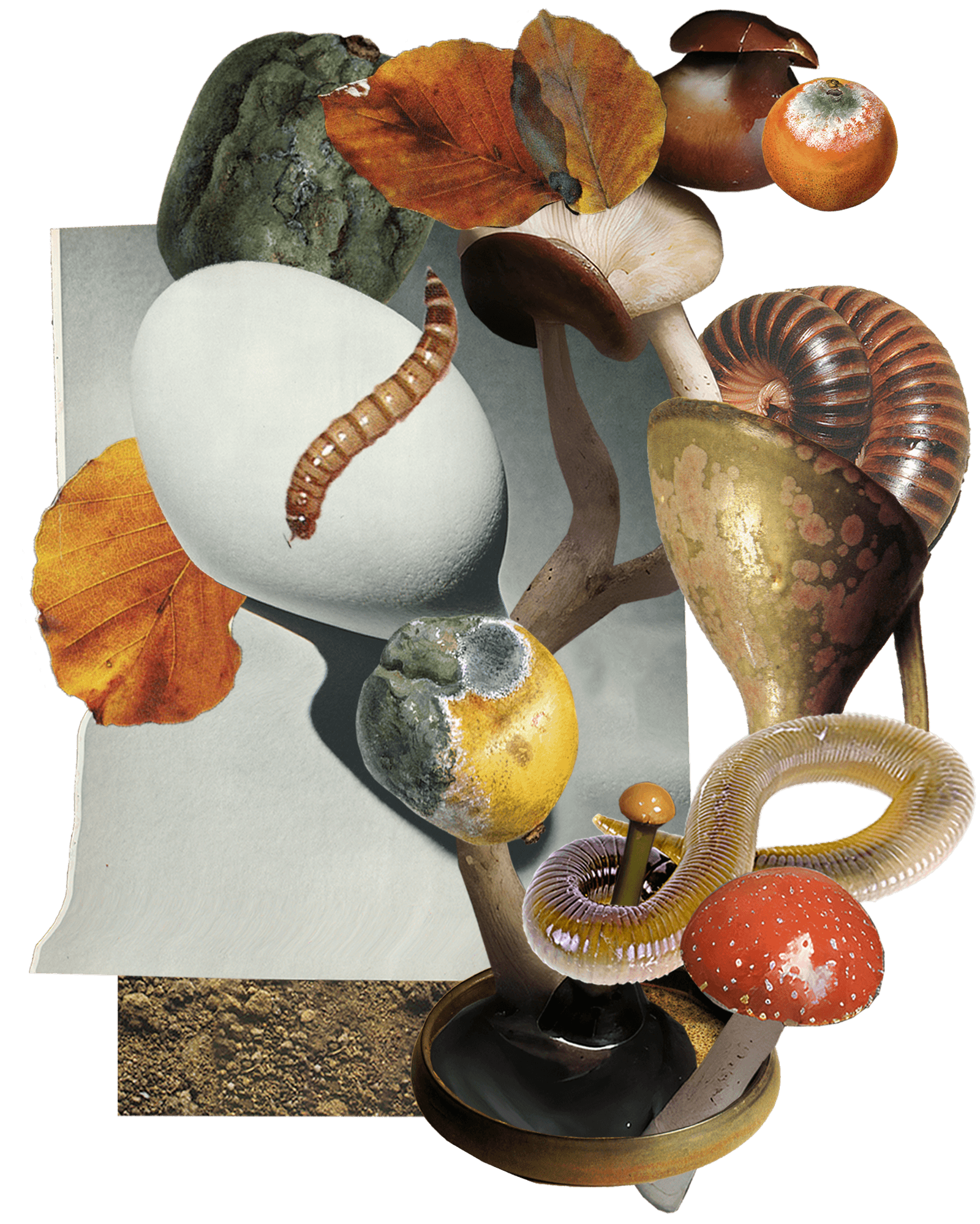 A collage of fungi, worms, rotting items, and leaves