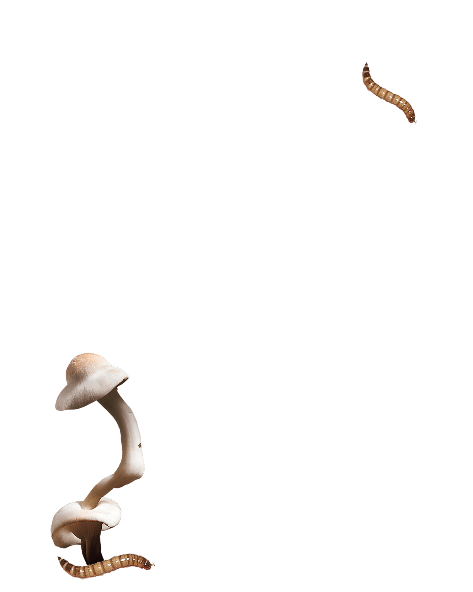 A collage of fungi, worms, rotting items, and leaves